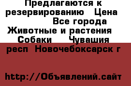 Предлагаются к резервированию › Цена ­ 16 000 - Все города Животные и растения » Собаки   . Чувашия респ.,Новочебоксарск г.